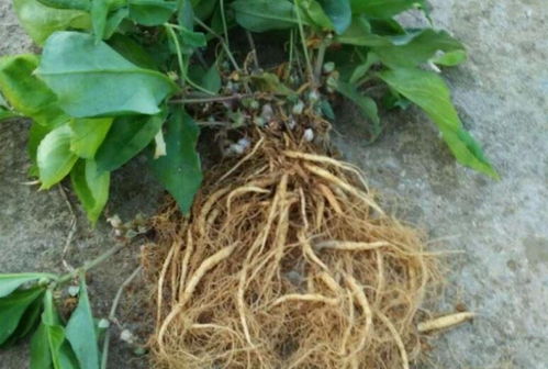 四葉參 市場(chǎng)價(jià)值高昂，農(nóng)民種植意愿為何低迷？